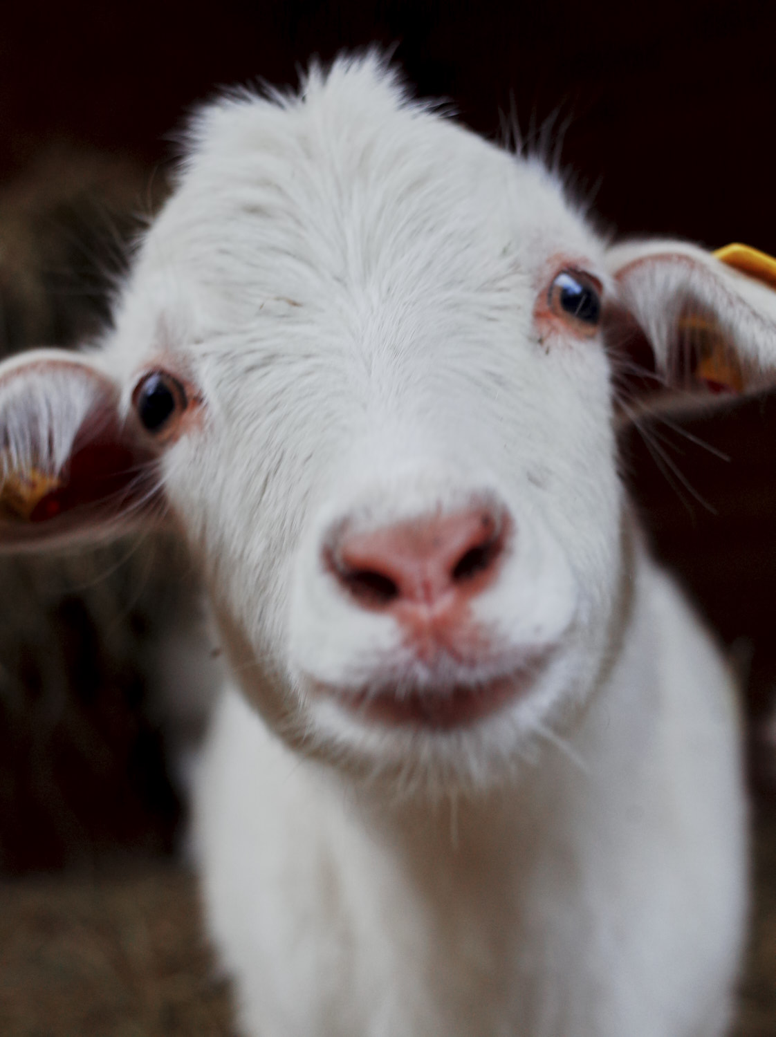 Cashmere Goat