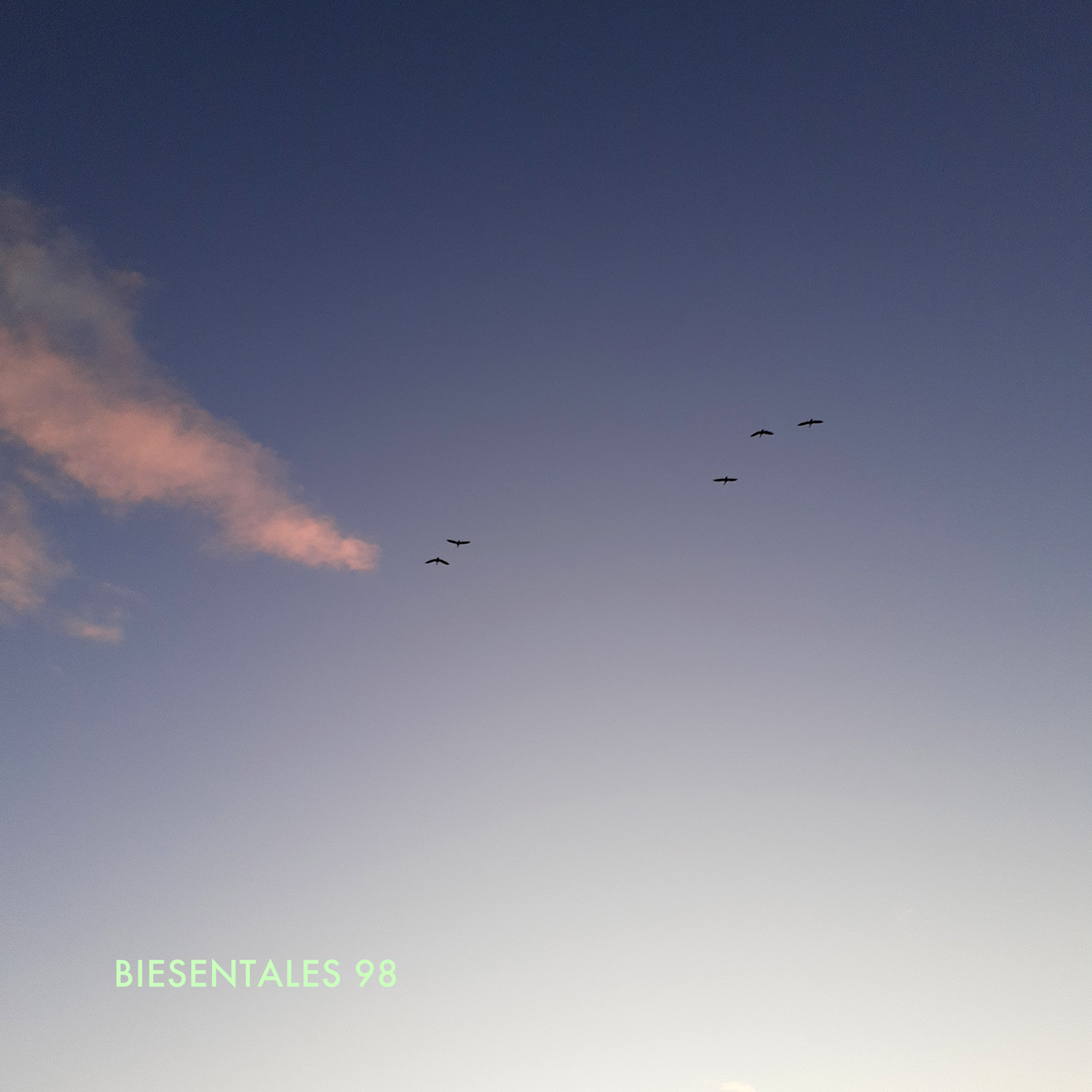 Wild geese in sunset sky