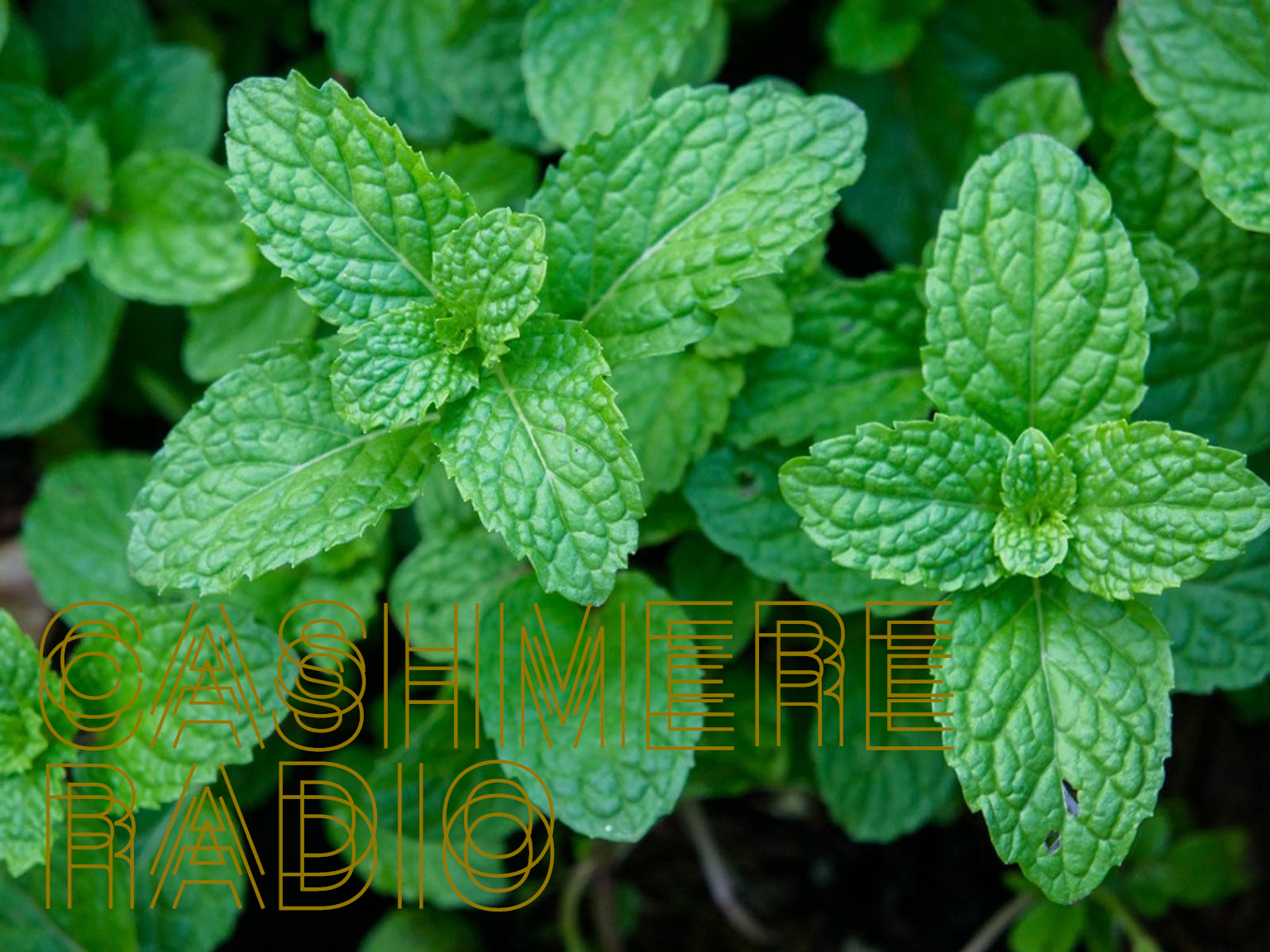 minty fresh thumbnail.png