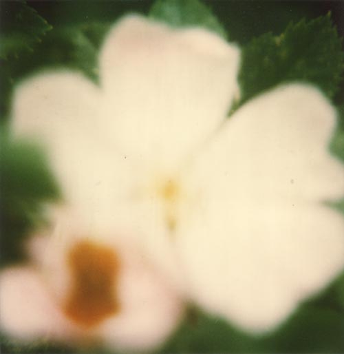 Polaroid_D.jpg