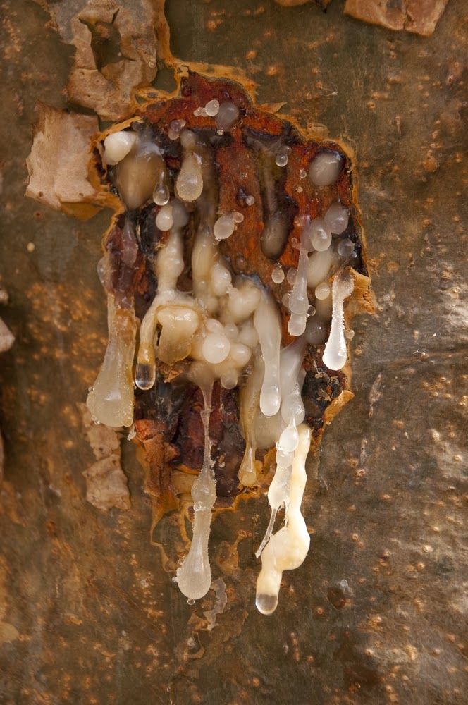 White resin on tree.