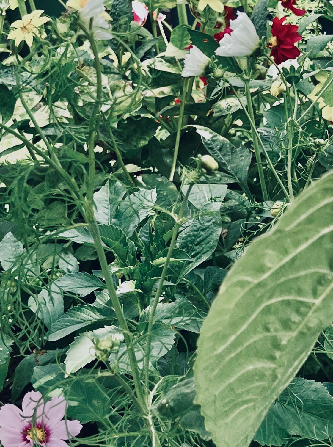 randomplay afterwards