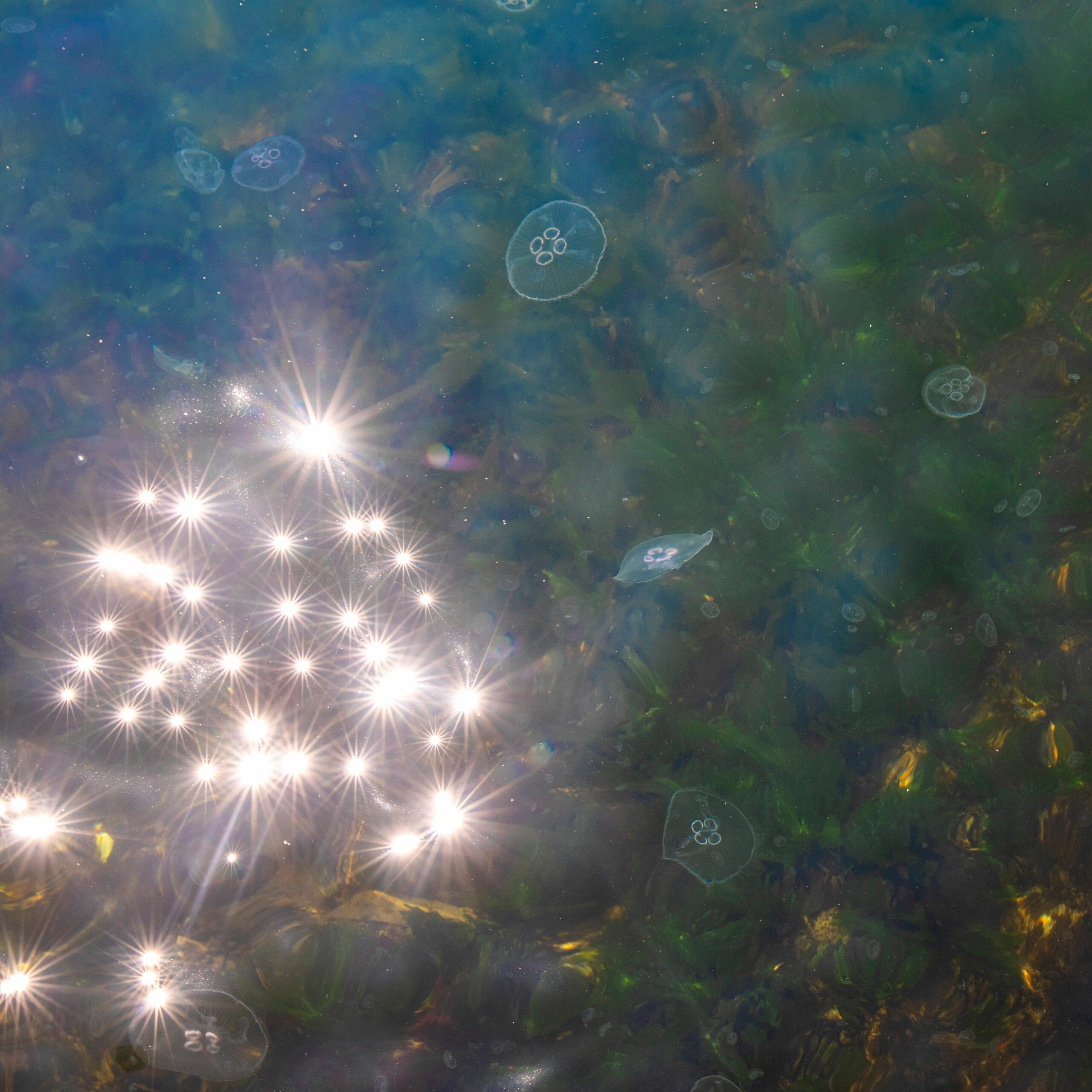 Lo Stine-compressed.jpg