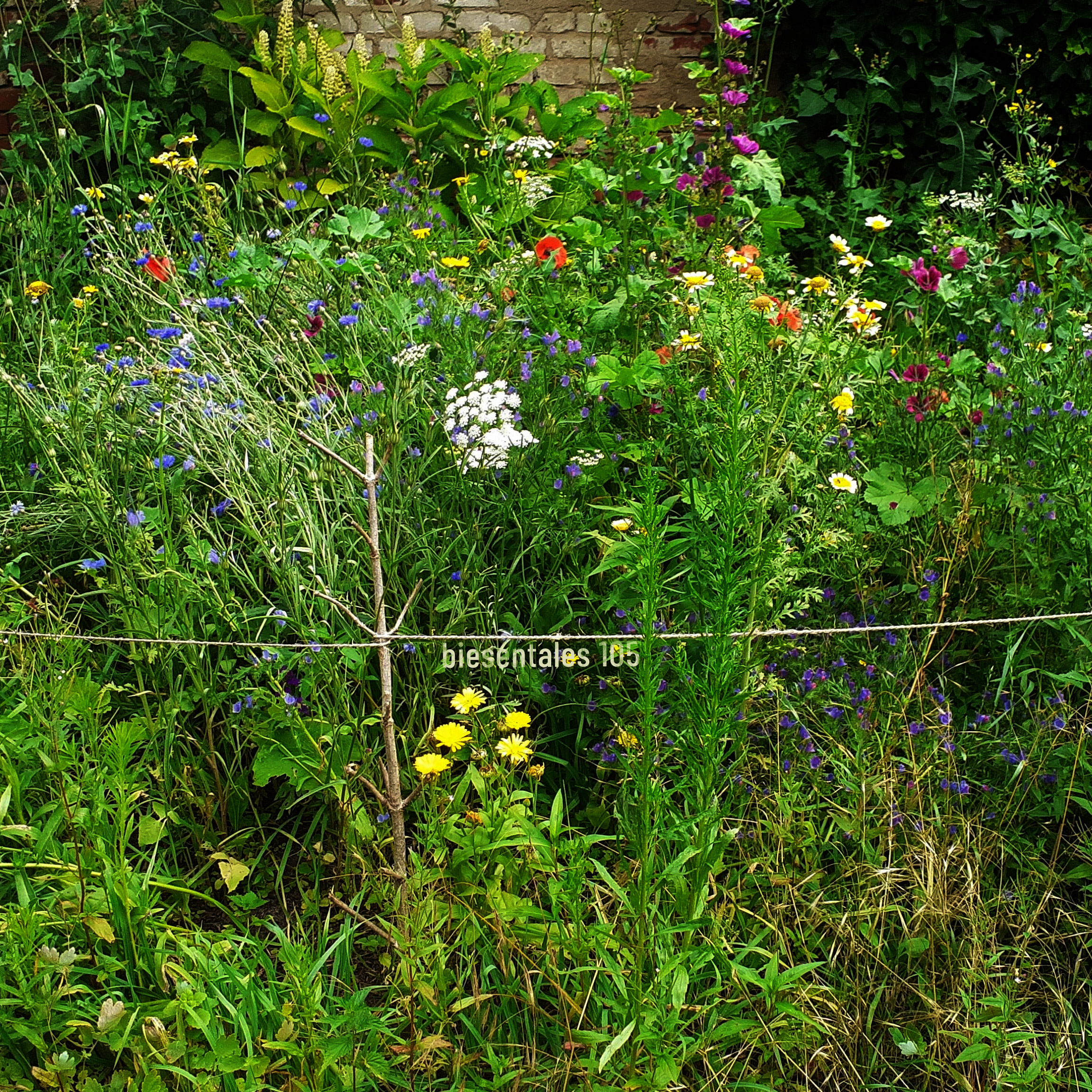 Wild flowers in a garden